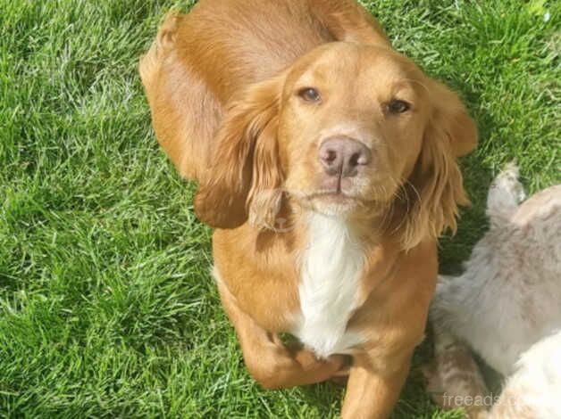 cocker spaniel kc registered. for sale in Sheerness, Kent