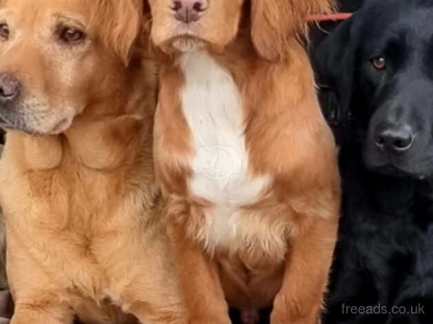 cocker spaniel kc registered. for sale in Sheerness, Kent - Image 2