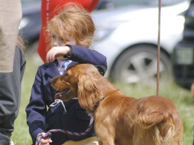 Cocker Spaniel Puppies for sale in Kent