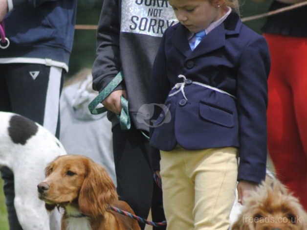 cocker spaniel kc registered. for sale in Sheerness, Kent - Image 4