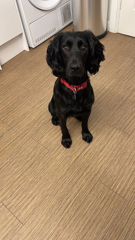 Cocker spaniel Looking for new home for sale in Peterborough, Cambridgeshire