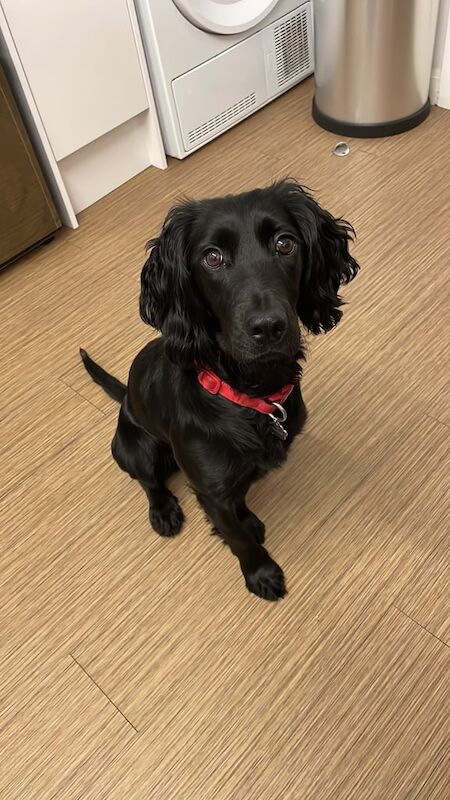 Cocker spaniel Looking for new home for sale in Peterborough, Cambridgeshire - Image 2