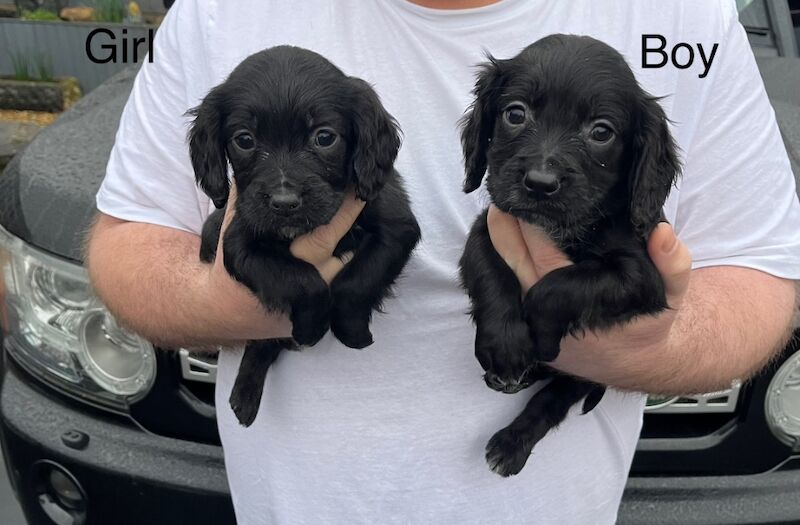 cocker spaniel looking for their forever homes for sale in Westbury, Wiltshire