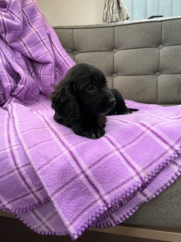 cocker spaniel looking for their forever homes for sale in Westbury, Wiltshire