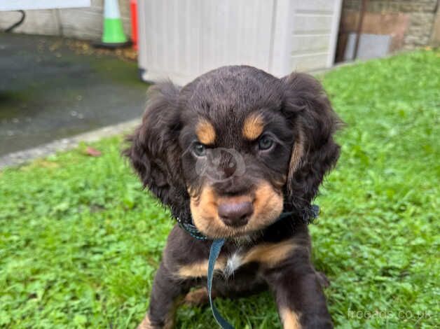 Cocker spaniel male puppy 9 weeks old for sale in Telford, Shropshire