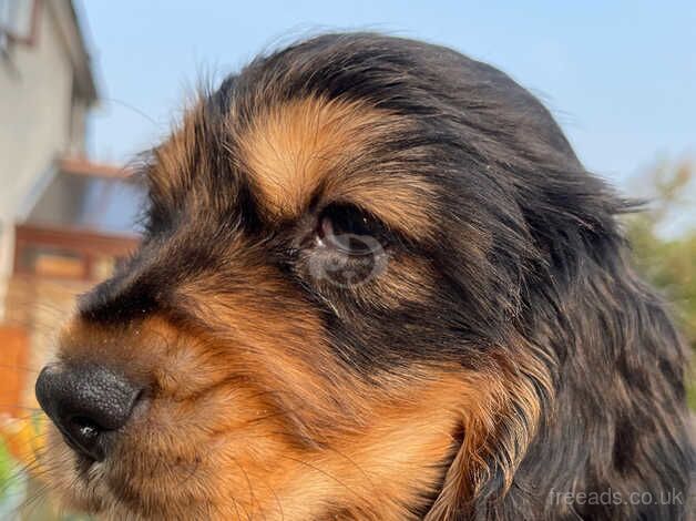 Cocker spaniel one boy left Black and Tan for sale in Grays, Essex