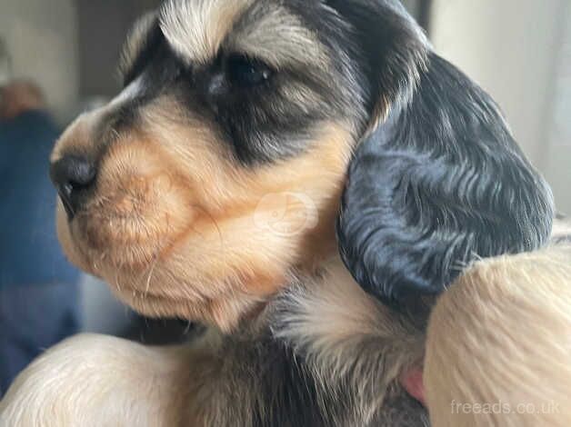 Cocker spaniel one boy left Black and Tan for sale in Grays, Essex - Image 3