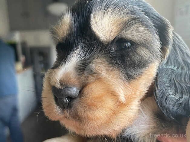 Cocker spaniel one boy left Black and Tan for sale in Grays, Essex - Image 4