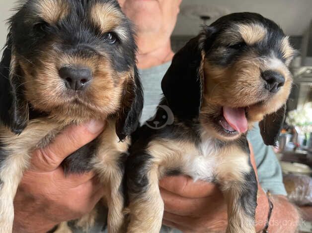 Cocker spaniel one boy left Black and Tan for sale in Grays, Essex - Image 5