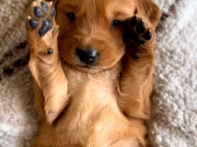 Cocker spaniel only one beautiful boy left for sale in Birmingham, West Midlands - Image 3