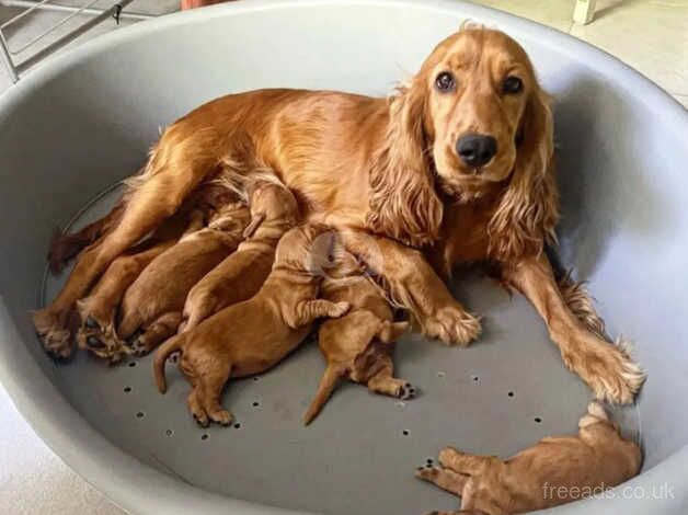 Cocker Spaniel Puppies for sale