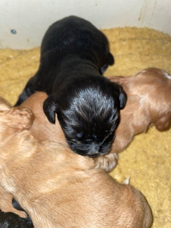 Cocker spaniel pup for sale in Wester Hailes, City of Edinburgh