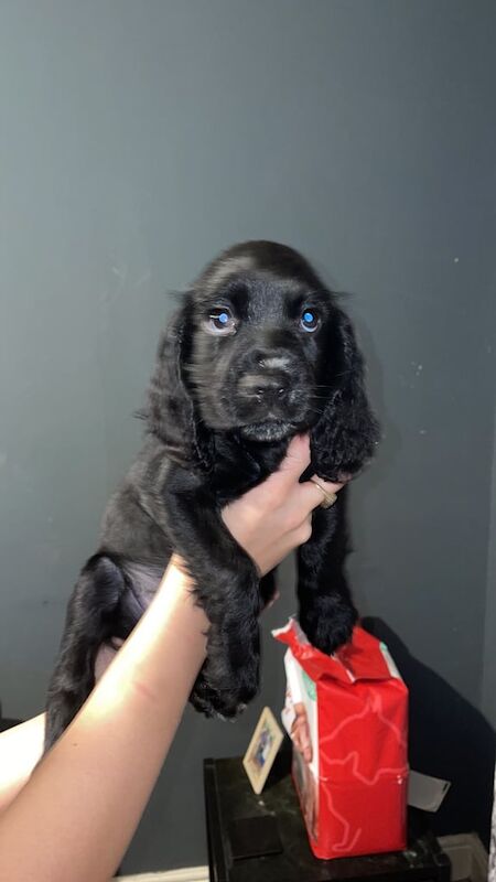 Cocker spaniel pup for sale in Wester Hailes, City of Edinburgh - Image 2