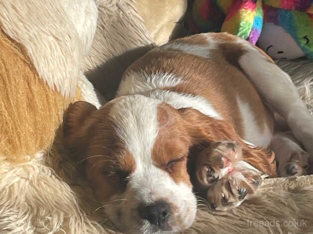 Cocker Spaniel Pup for sale in Cardenden, Fife