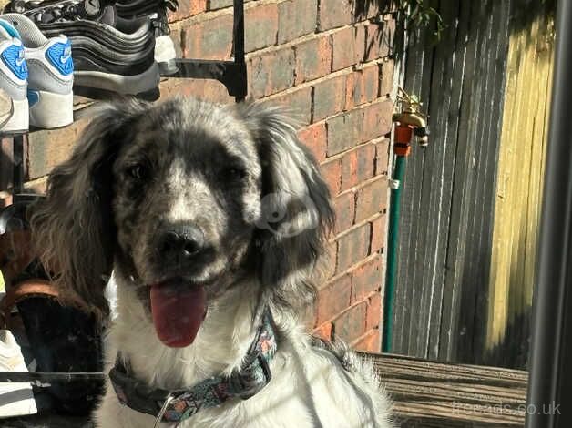 Cocker spaniel pup for sale in Islington, Islington, Greater London - Image 1