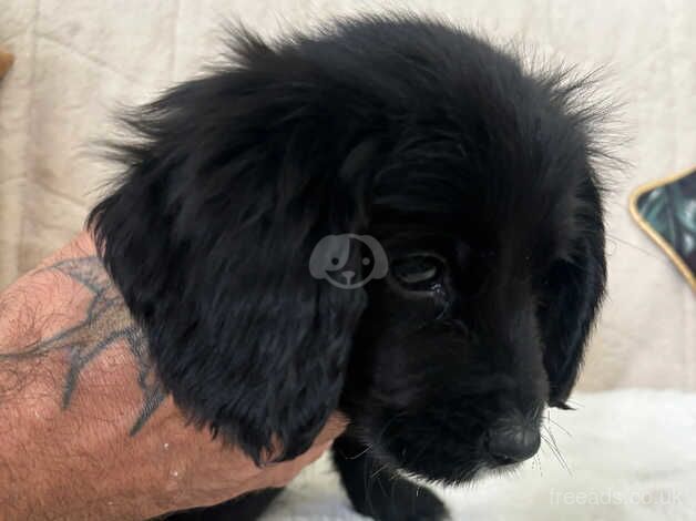 Cocker spaniel puppie for sale in Newport, Shropshire - Image 1