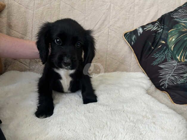 Cocker spaniel puppie for sale in Newport, Shropshire - Image 2