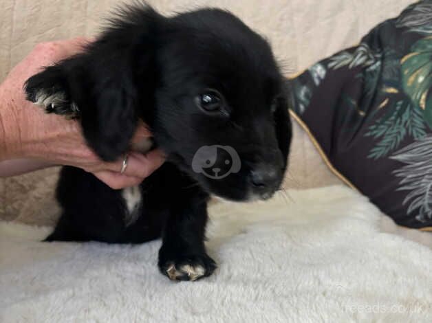 Cocker spaniel puppie for sale in Newport, Shropshire - Image 3