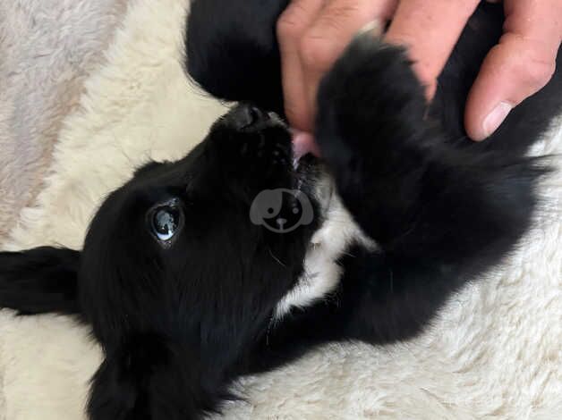 Cocker spaniel puppie for sale in Newport, Shropshire - Image 4