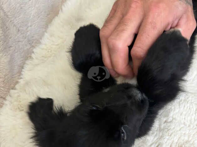 Cocker spaniel puppie for sale in Newport, Shropshire - Image 5