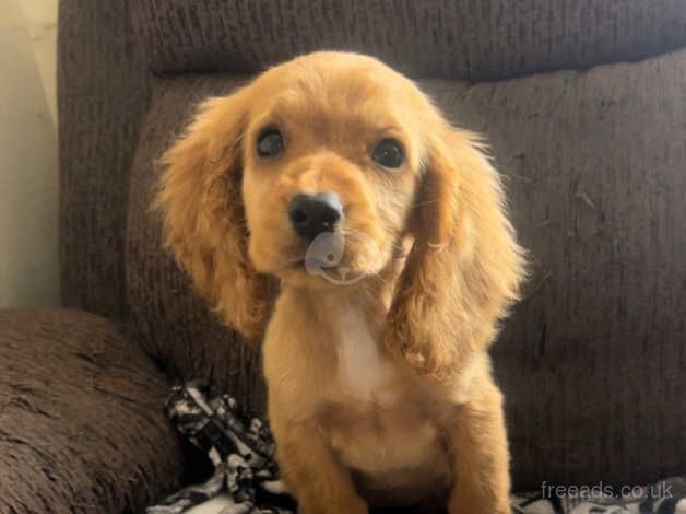 Cocker Spaniel Puppies For Sale