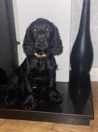Cocker spaniel puppies 11 weeks.All girls for sale in Bradford, West Yorkshire