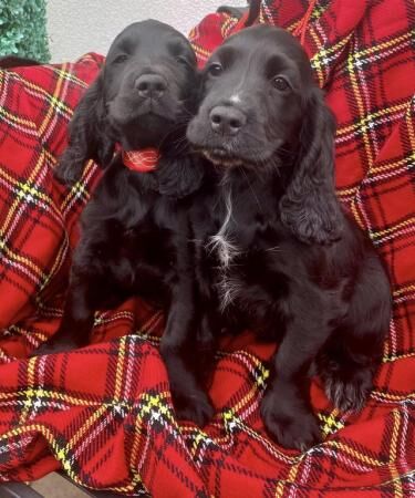 Cocker spaniel puppies 11 weeks.All girls for sale in Bradford, West Yorkshire - Image 2
