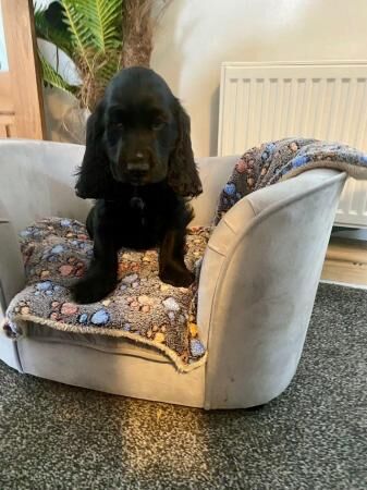 Cocker spaniel puppies 11 weeks.All girls for sale in Bradford, West Yorkshire - Image 4