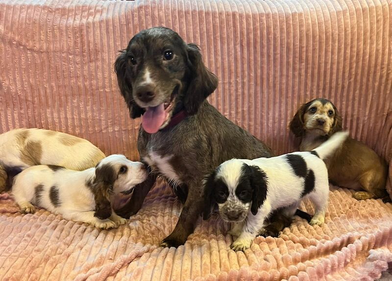 Cocker spaniel puppies for sale in Wisbech, Cambridgeshire - Image 3