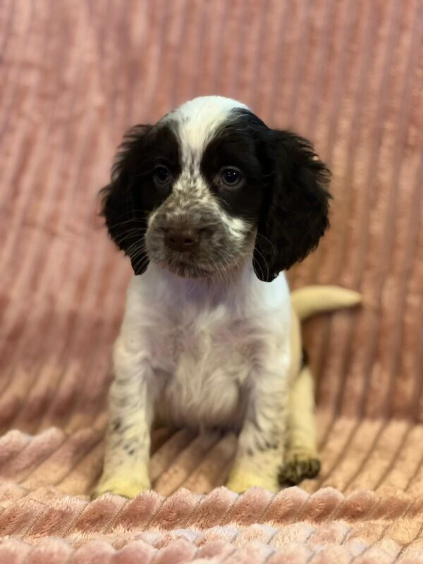 Cocker Spaniel Puppies for sale