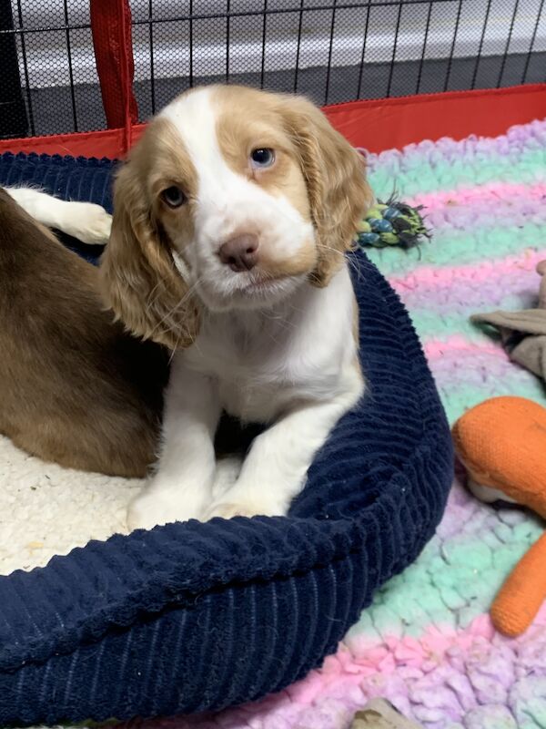 Cocker spaniel puppies for sale in Wisbech, Cambridgeshire - Image 5