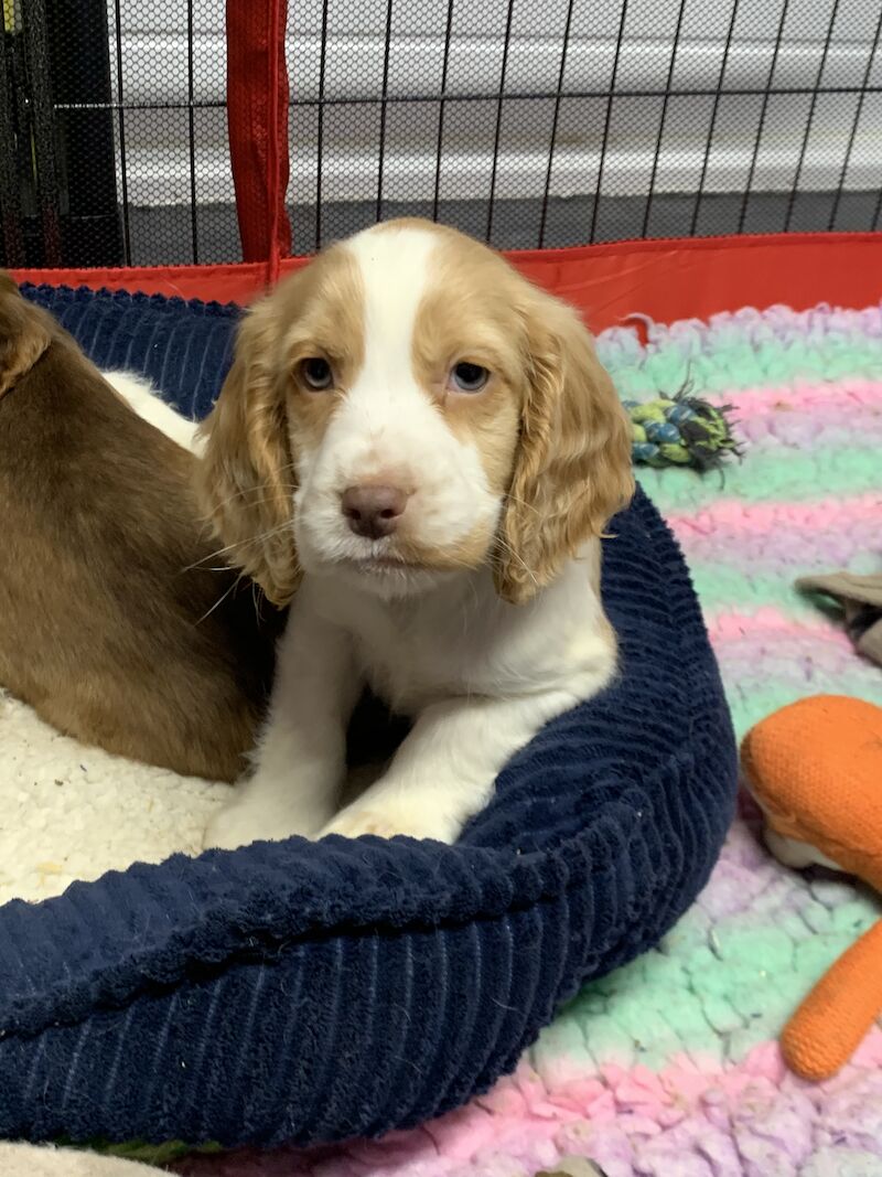 Cocker spaniel puppies for sale in Wisbech, Cambridgeshire - Image 6