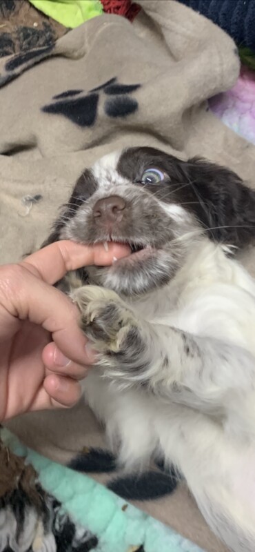 Cocker spaniel puppies for sale in Wisbech, Cambridgeshire - Image 7