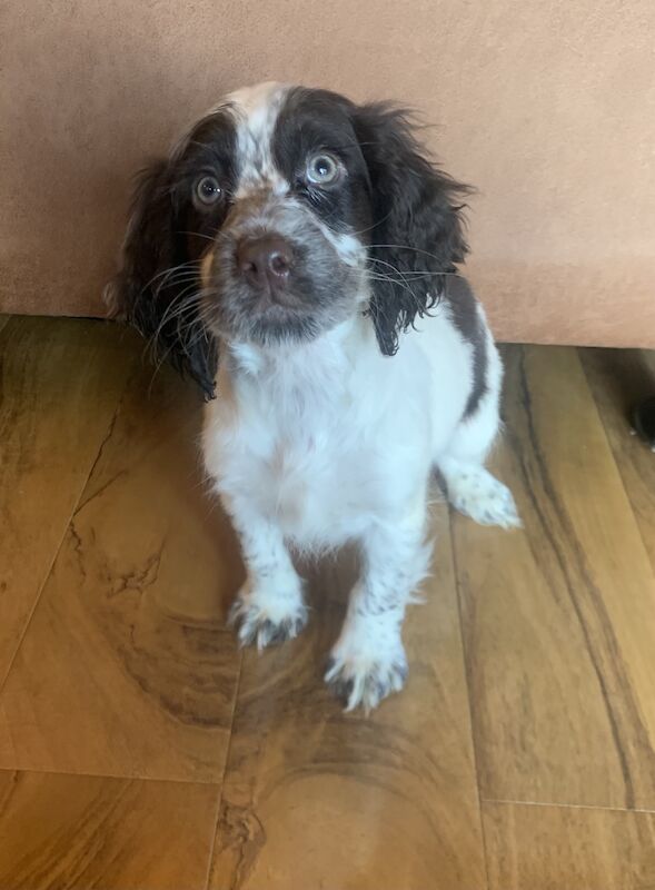 Cocker spaniel puppies for sale in Wisbech, Cambridgeshire