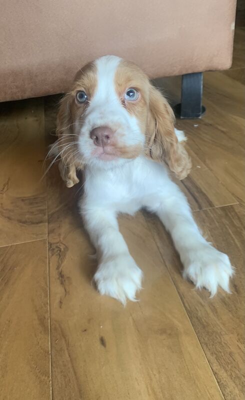 Cocker Spaniels for sale in Wisbech, Cambridgeshire