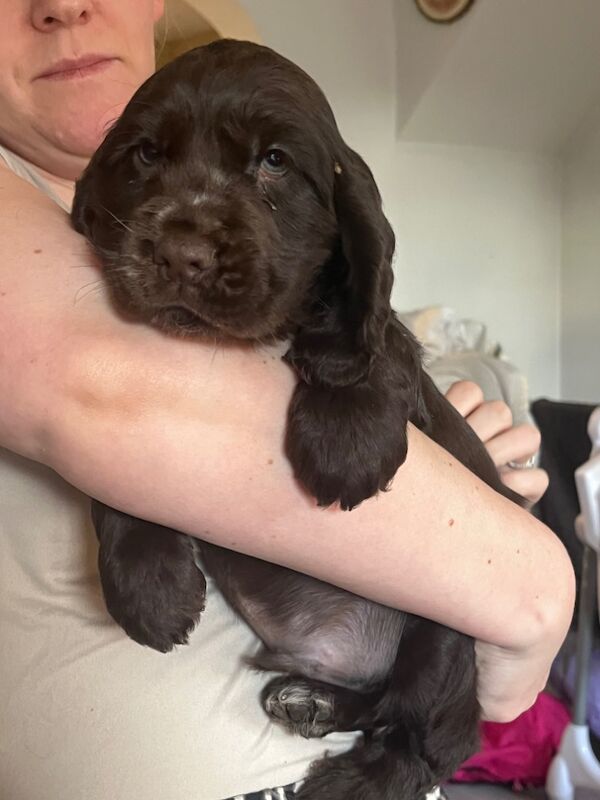 Cocker spaniel puppies for sale in Lymm, Cheshire - Image 3