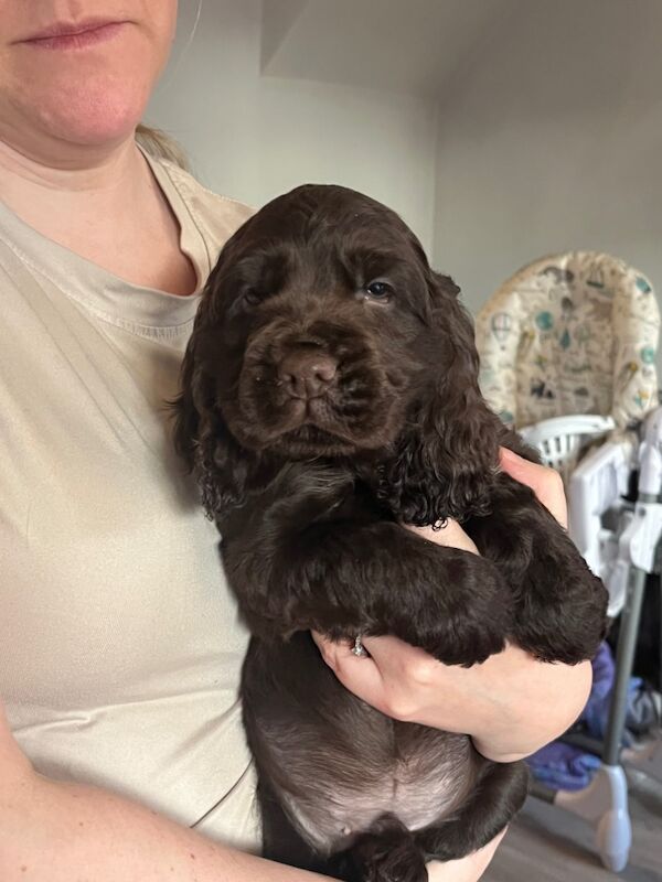 Cocker spaniel puppies for sale in Lymm, Cheshire - Image 4