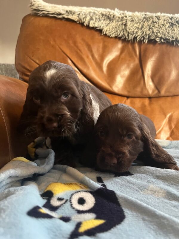 Cocker spaniel puppies for sale in Lymm, Cheshire - Image 5