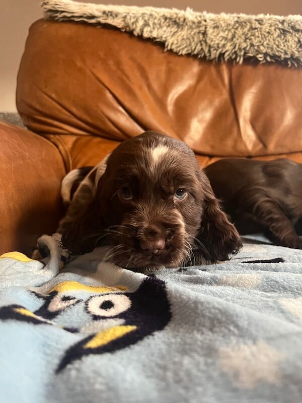 Cocker spaniel puppies for sale in Lymm, Cheshire - Image 6