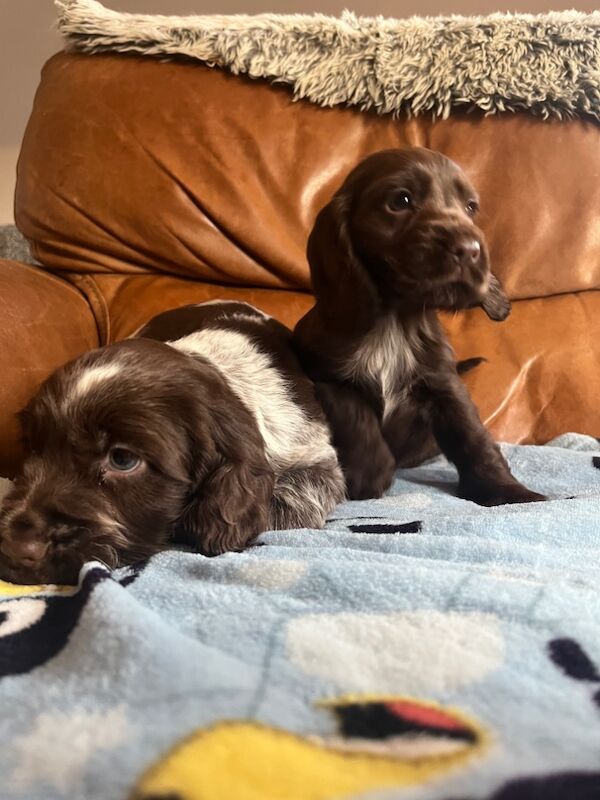 Cocker spaniel puppies for sale in Lymm, Cheshire - Image 7