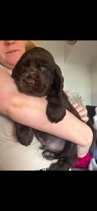 Cocker spaniel puppies for sale in Lymm, Cheshire - Image 8