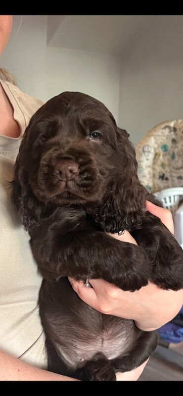 Cocker spaniel puppies for sale in Lymm, Cheshire - Image 9