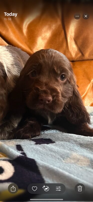 Cocker spaniel puppies for sale in Lymm, Cheshire - Image 10