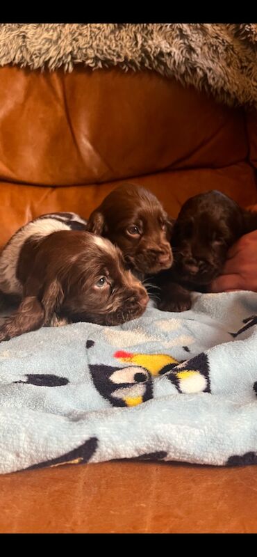 Cocker spaniel puppies for sale in Lymm, Cheshire - Image 11