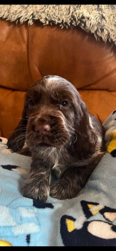 Cocker spaniel puppies for sale in Lymm, Cheshire - Image 13