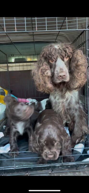 Cocker spaniel puppies for sale in Lymm, Cheshire - Image 14