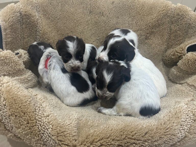 Cocker spaniel puppies 3girls 2 boys for sale in Carlisle, Cumbria