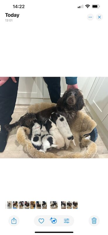 Cocker spaniel puppies 3girls 2 boys for sale in Carlisle, Cumbria - Image 2