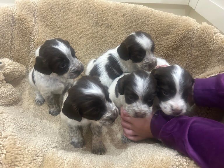 Cocker spaniel puppies 3girls 2 boys for sale in Carlisle, Cumbria - Image 3