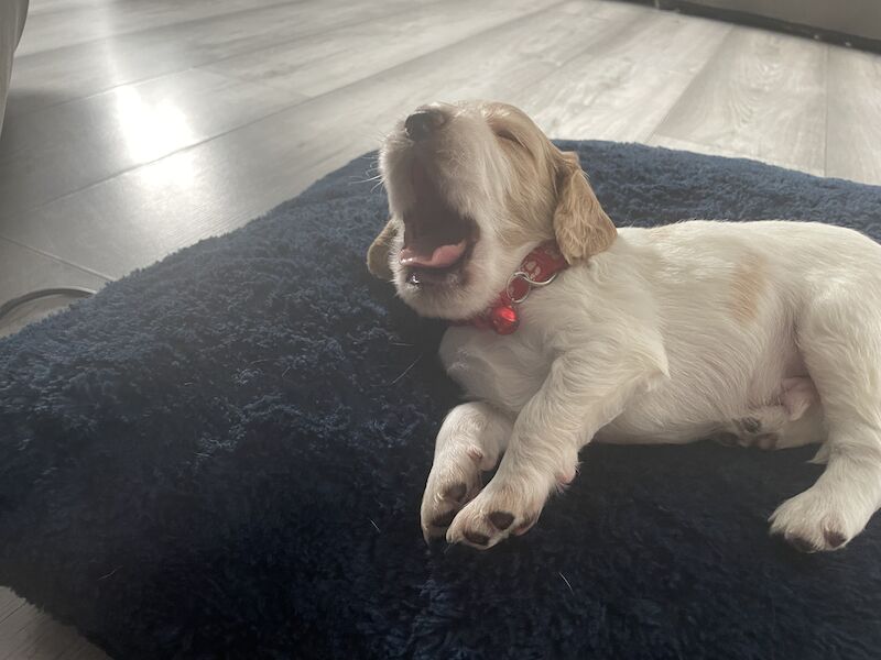 Cocker spaniel puppies ready now for sale in Worksop, Nottinghamshire - Image 1